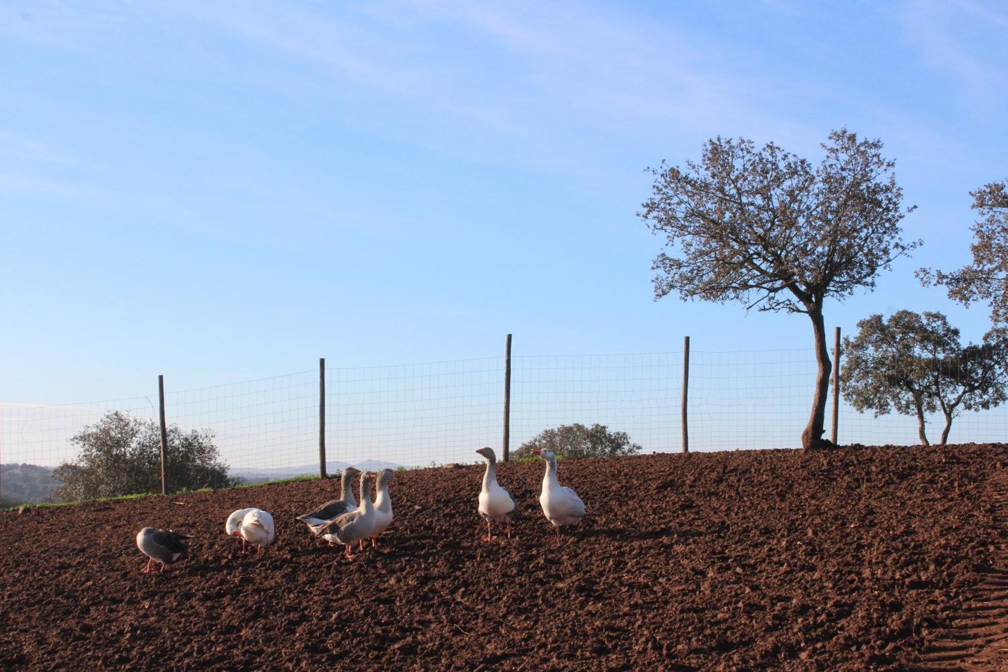 Agroturismo Xistos Cerca Bagian luar foto