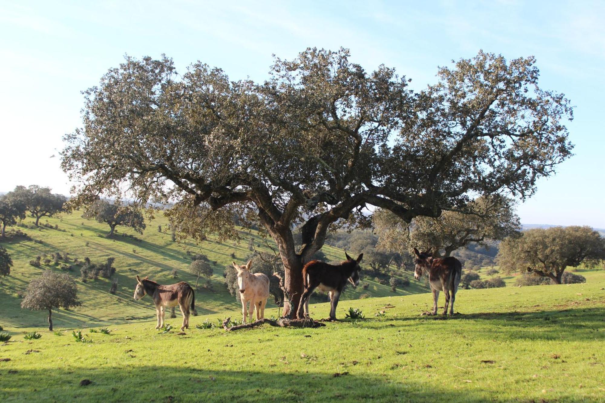 Agroturismo Xistos Cerca Bagian luar foto