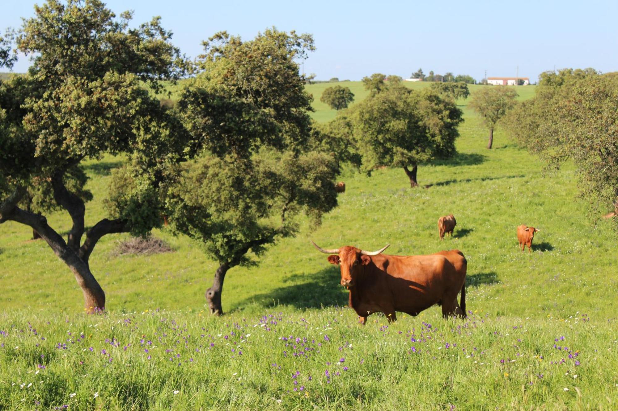 Agroturismo Xistos Cerca Bagian luar foto