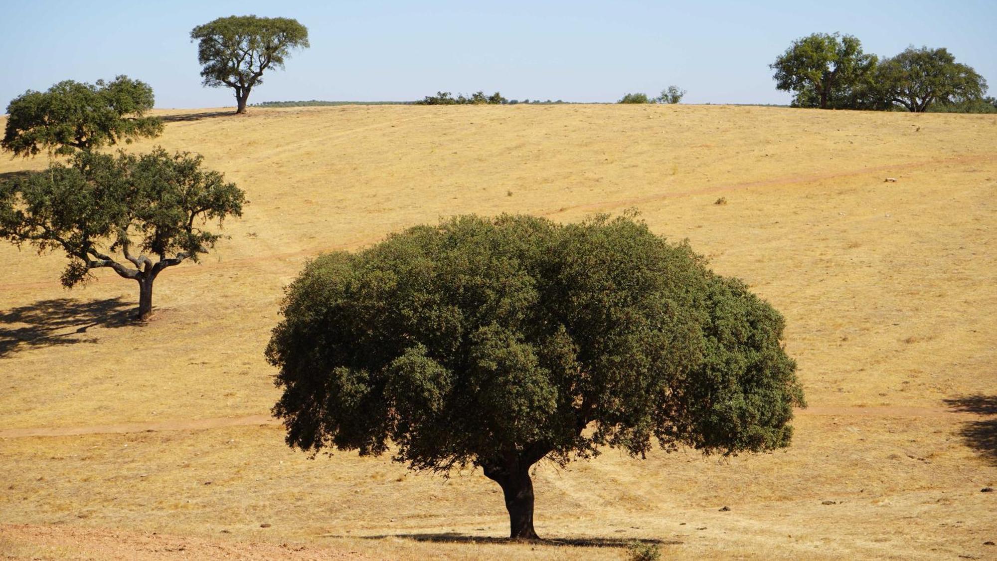 Agroturismo Xistos Cerca Bagian luar foto